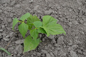 young plant in bean