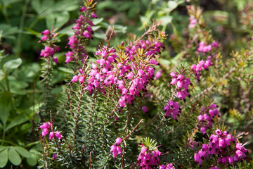 Small pink flowers. Pink bell heather, Erica cinerea, flowers in close up with a blurred background of leaves and flowers. Nature floral blooming background