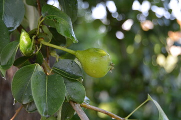 green pear on tree