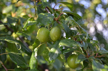 green plum on tree