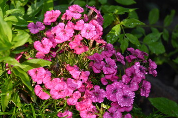 Festive floral illustration for birthday, Birthday flower background, Birthday: floral decor, Background for greetings with flowers, 