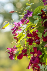 Beautiful red flowering clematis. Clematis are perennials in the buttercup family (Ranunculaceae). There are nearly 400 species and many cultivars and hybrids. Stems are fragile. 

