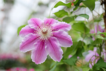 Pink flowering clematis in a greenhouse. Clematis are perennials in the buttercup family...