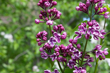 Pink flower. A sprig of lilac with a beautiful white border of petals. Full blossom lilac flowers in spring isolated on soft green background. Spring brunch of Lilac. Selective focus