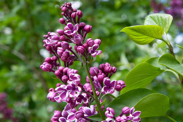 Pink flower. A sprig of lilac with a beautiful white border of petals. Full blossom lilac flowers in spring isolated on soft green background. Spring brunch of Lilac. Selective focus