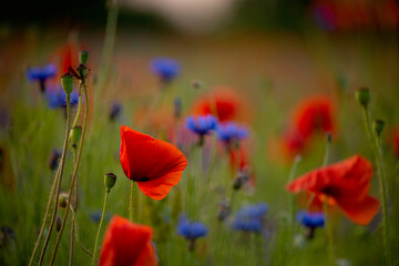 Beautiful summer wildflower meadow with blue cornflowers and red poppies at sunrise. Dewy grass...