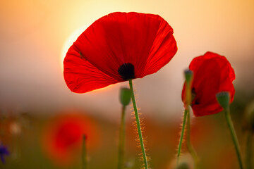 Close-up of a vibrant red poppy flower glowing in the warm light of a summer sunset. Soft focus wildflower field in the background creates a dreamy, romantic atmosphere. Nature, beauty, and tranquilit