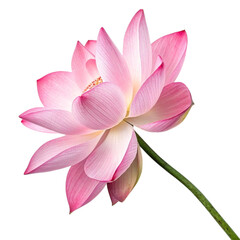 Naklejka premium pink lotus flower isolated