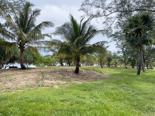 Green grass and coconut trees in the park with blue sky background.
