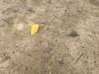 Yellow leaf on the ground in the dry season,Thailand.