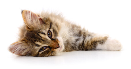 Obraz premium Small brown kitten.