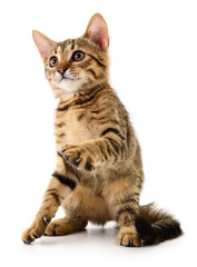 Kitten on white background.