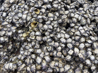 Fresh oysters on the beach at low tide, closeup of photo