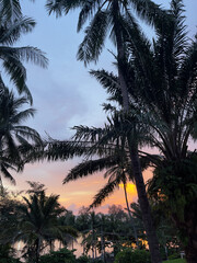 Coconut palm trees at sunset in the evening, Thailand.