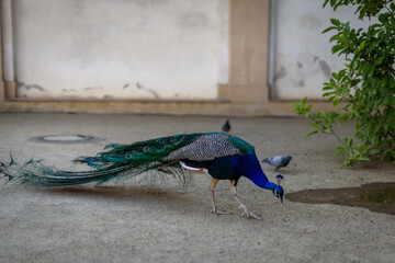 Peacock at Waldstein Garden and baroque Wallenstein Palace in Mala Strana district in Prague,...
