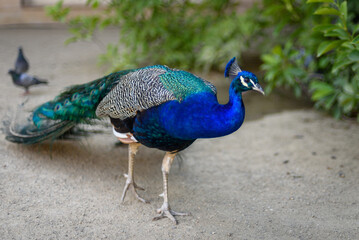 Peacock at Waldstein Garden and baroque Wallenstein Palace in Mala Strana district in Prague,...