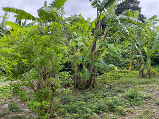 Banana trees in the garden. Green nature background with banana tree.