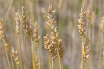 ears of yellow wheat on the field close-up