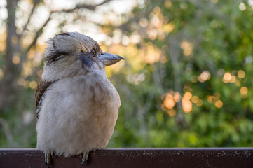 kookaburra perched on a balcony railing