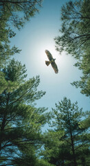 Eagle in flight against a sunny sky, framed by green pine tree branches, symbolizing freedom, nature, and aspiration