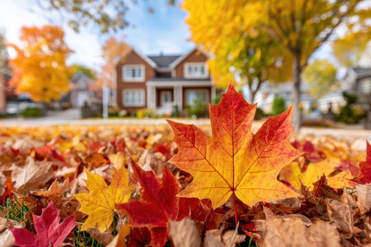 A vibrant maple leaf sits atop fallen leaves with a blurred house in the background, capturing a serene autumnal scene in a residential area.