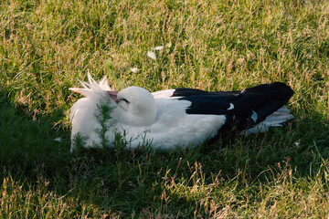 A stork sits and rests in the grass on a sunny summer day. A beautiful white bird in nature