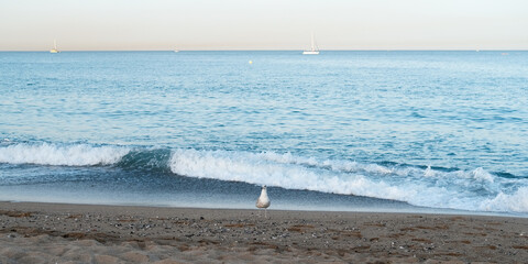 Seagull standing on sandy beach near gentle waves, with calm ocean and distant sailboats creating a...
