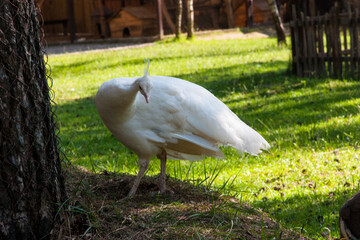 peacock white and wallpaper in the garden. A white female peacock on a sunny summer day surrounded by grass. A beautiful graceful bird
