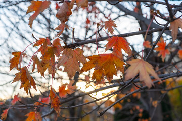 Autumn forest path. Orange color tree, red brown maple leaves in fall city park. Nature scene in sunset fog Wood in scenic scenery Bright light sun Sunrise of a sunny day, morning sunlight view.