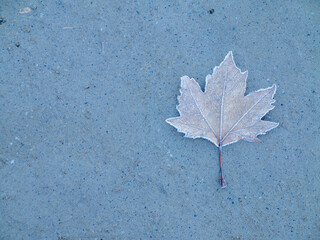 Detail of a fallen tree leaf on the ground, covered in ice and frost, at dawn on a winter day.