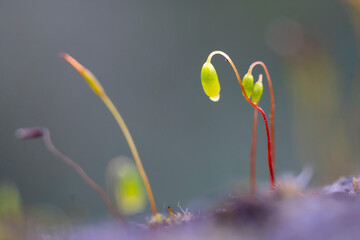 Macro of moss spores. Moss growing with spore capsules close up macro. Green moss spore boxes.