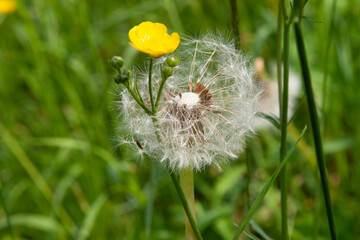 Green field with fluffy white dandelions in sunny day, close-up. Summer vibes. White dandelion...