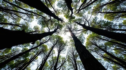 Sunlight Through Forest Canopy – Ideal for Eco Brand Visuals, Wellness Posters, Nature Blogs, Meditation Apps, and Environmental Campaigns