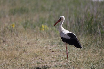 stork, bird, white, animal, wildlife, beak, nature, feather, ciconia, grass, black, wild, red, fauna, green, zoo, bill, white stork, ciconia ciconia, birth, meadow, nest, standing, birds, summer