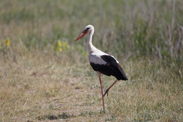stork, bird, white, animal, wildlife, beak, nature, feather, ciconia, grass, black, wild, red, fauna, green, zoo, bill, white stork, ciconia ciconia, birth, meadow, nest, standing, birds, summer