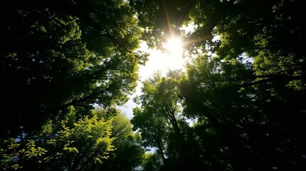 Sunlight Through Forest Canopy – Ideal for Eco Brand Visuals, Wellness Posters, Nature Blogs, Meditation Apps, and Environmental Campaigns