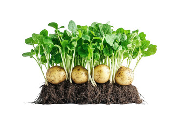 Sprouted Potatoes with Fresh Green Shoots Growth Agriculture Farming Food Organic Produce on transparent background