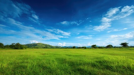 Landscape view of green grass field with blue sky background