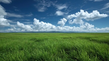 Landscape view of green grass field with blue sky background