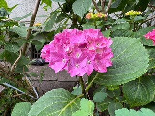 pink rose bush
