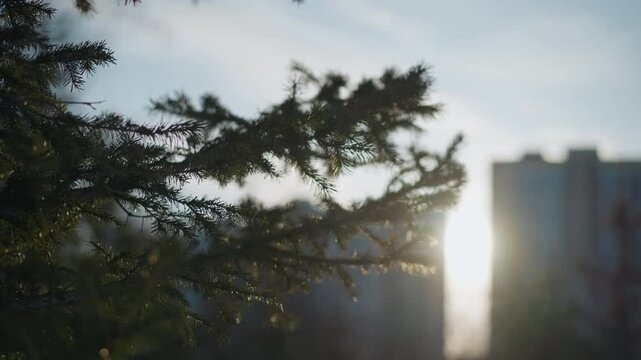Close up of pine tree branch with sharp needles in foreground as glowing sun creates soft flare near modern office buildings in background during clear winter day with cool natural light