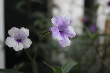 Fototapeta premium Close-up of Mexican petunia flower with violet center and soft bokeh background