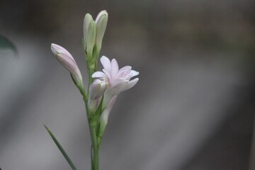 Delicate pink tuberose flower buds in soft morning light with muted background