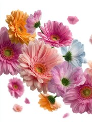 Obraz premium Gerberas and other beautiful flowers in air on white background