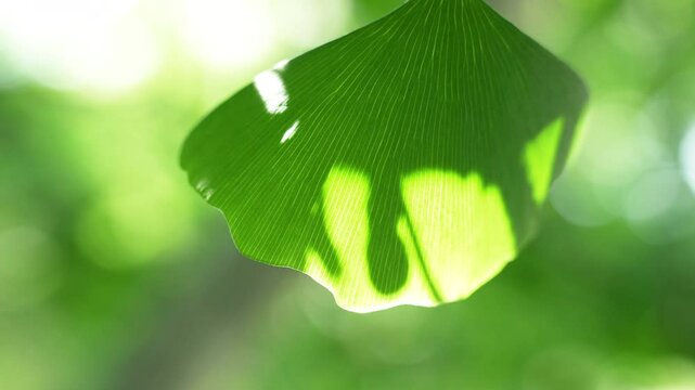 Clsoeup of green leaves of the ginkgo biloba.