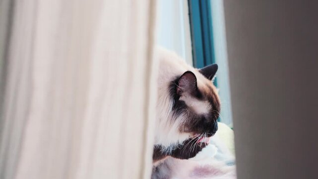 ragdoll cat licking its paw in a window, cat behind a curtain sitting in sunlight, slowmotion purebred cat