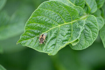 Eristalis pertinax on a green leaf, close-up. Bee-like insect