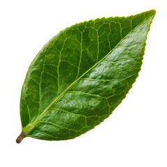 Obraz premium Close-up of a vibrant green leaf showcasing detailed veins and rich texture.