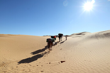 Caravan Crossing the Sahara Desert Under the Blazing Sun