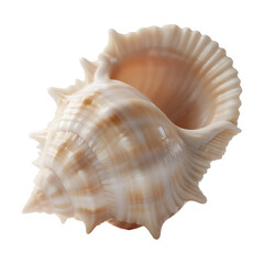 Obraz premium Seashell with Intricate Patterns and Soft Colors